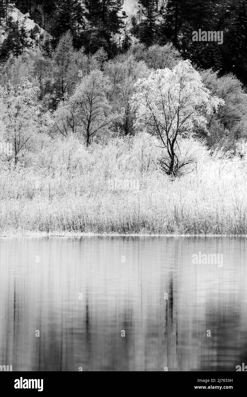 Hoarfrost on the trees and bushes in the shore area of the Sylvenstein reservoir, reflected in the lake water. Stock Photo