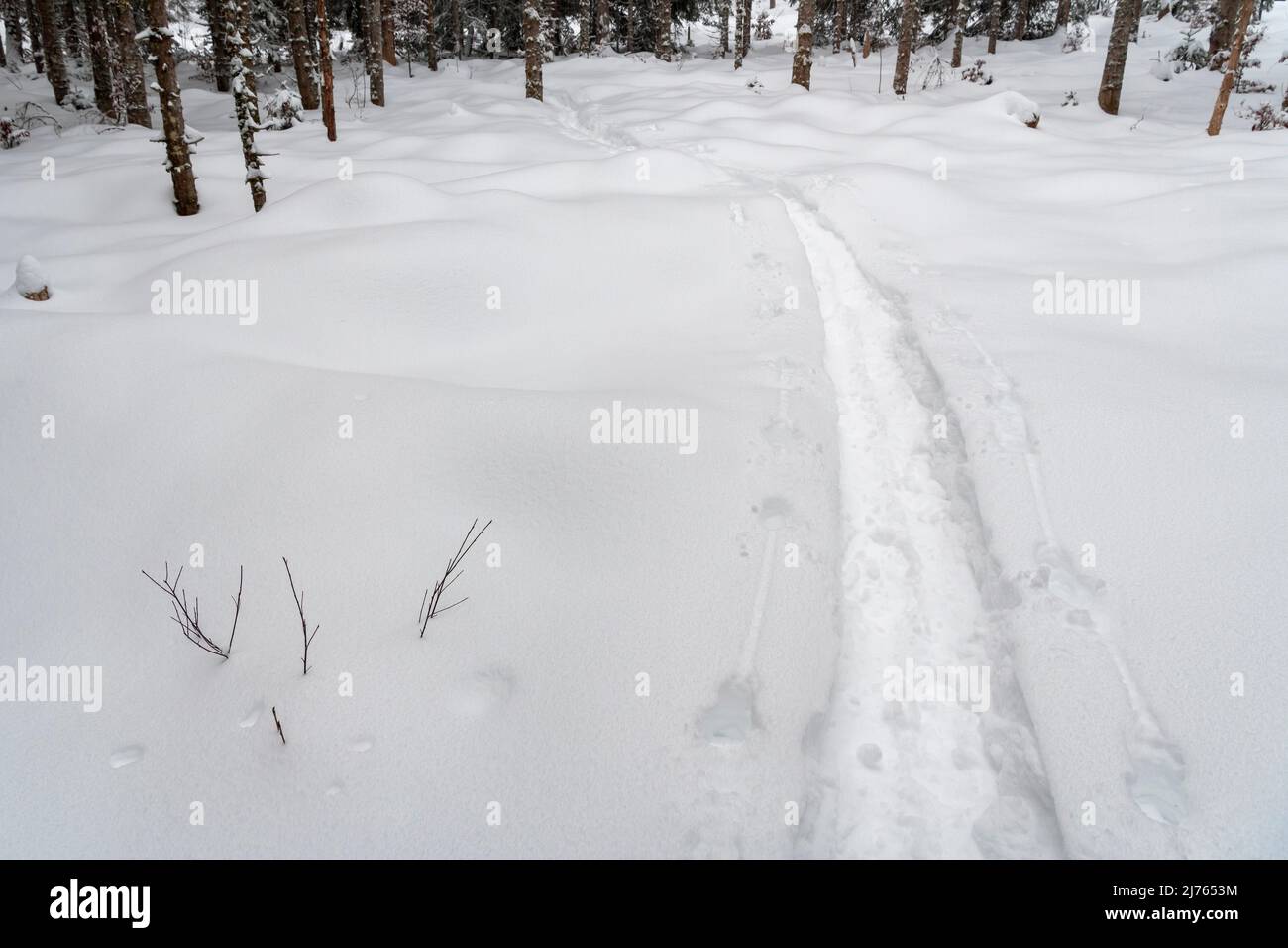 Tracks of snowshoes in deep snow in winter in a small clearing in the forest, only tree trunks are visible all around. Stock Photo