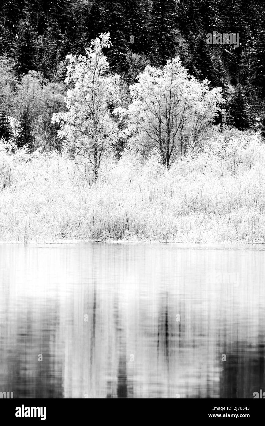 Hoarfrost on the trees and bushes in the shore area of the Sylvenstein reservoir, reflected in the lake water. Stock Photo