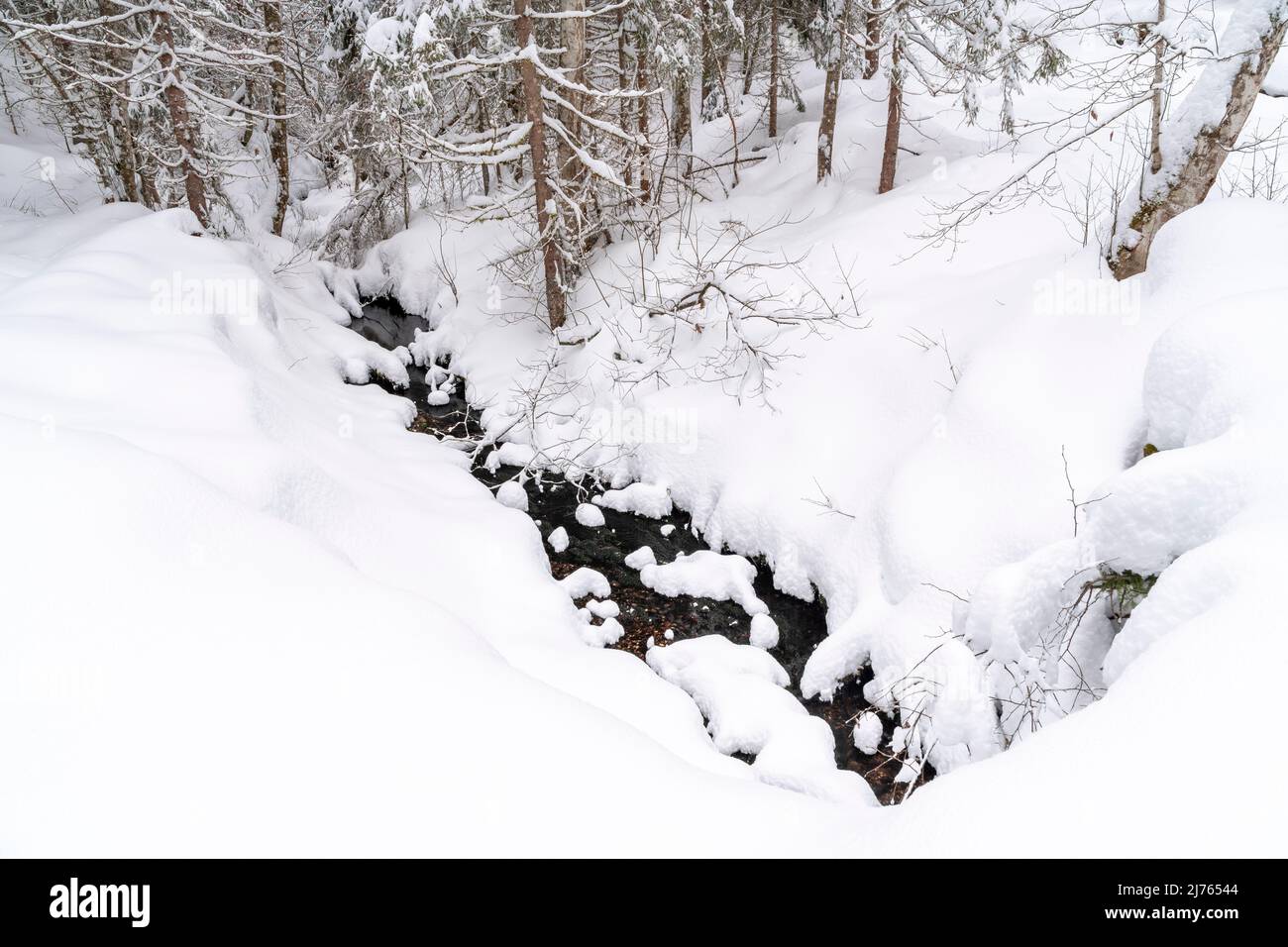 A small stream in the snow between dense trees of a forest in winter in Tyrol, Austria. Stock Photo