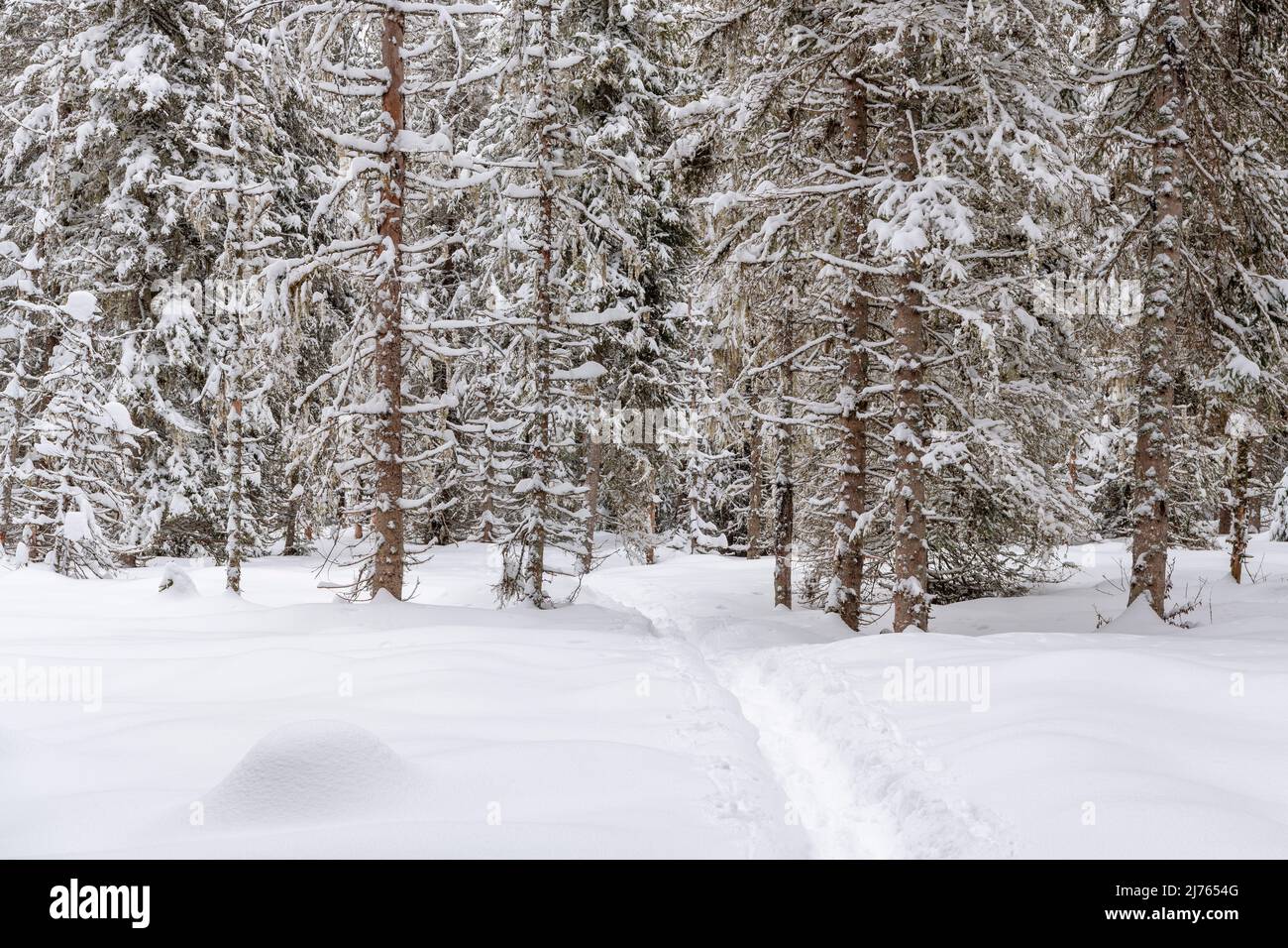 A trail of snowshoes leads across a snowy area towards a coniferous forest with spruce trees. Everything is covered with white snow. Stock Photo