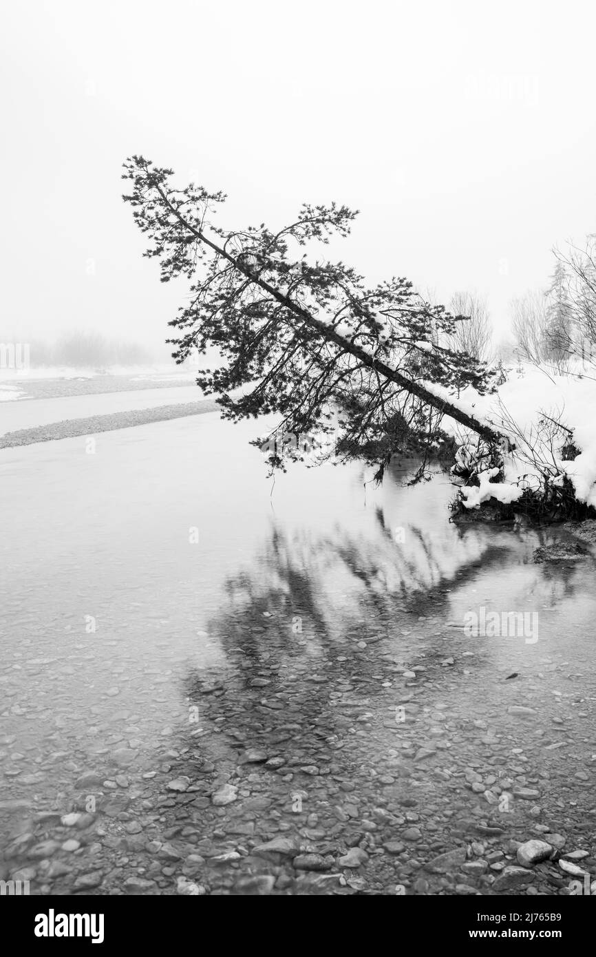 Foggy atmosphere in winter on the Isar River in the German Alps between Wallgau and Vorderriss. A single spruce stands on the bank of the river, strongly inclined and about to fall into the cold water, the tree is reflected and framed the scene with fog and snow. Stock Photo
