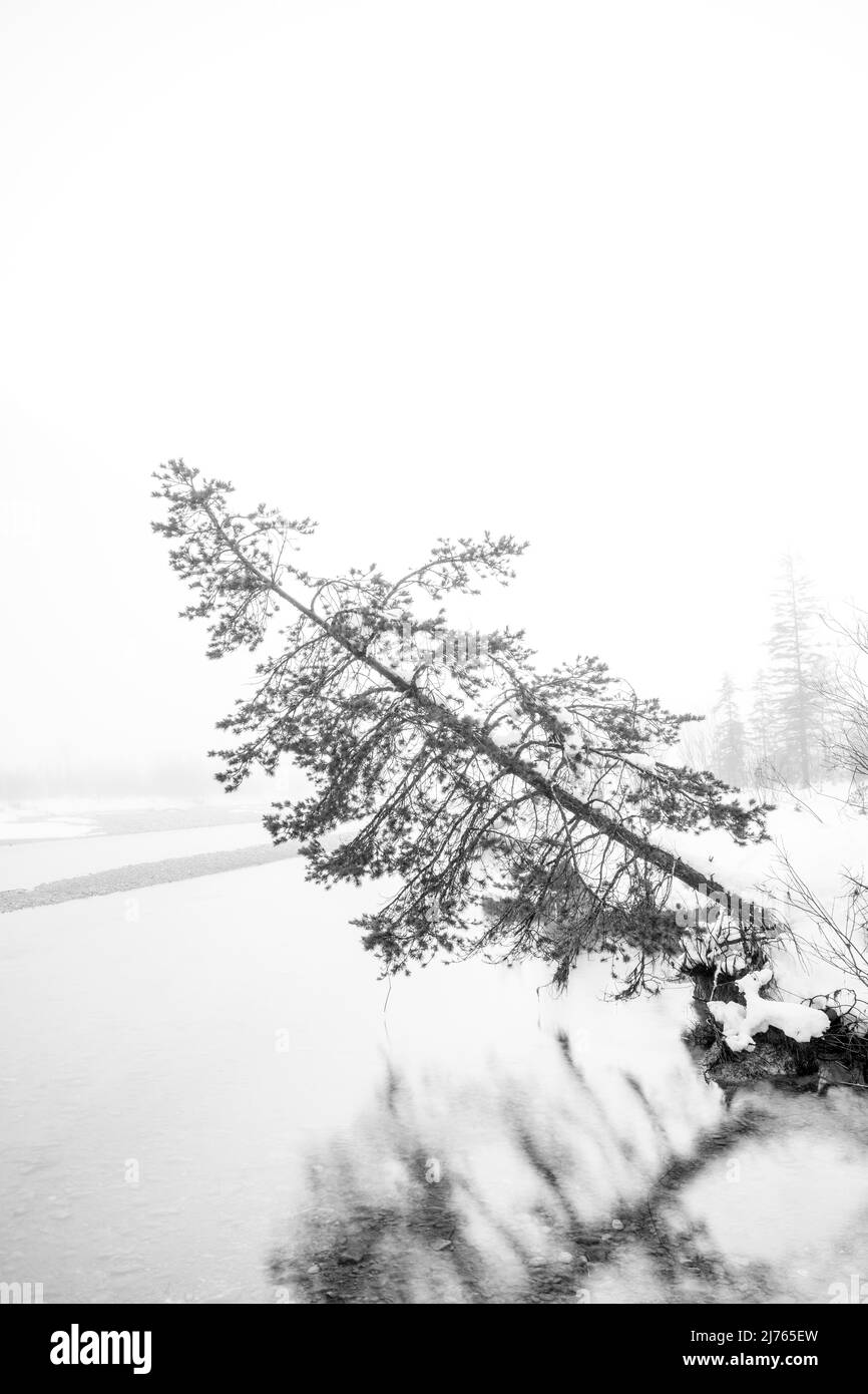 Foggy atmosphere in winter on the Isar River in the German Alps between Wallgau and Vorderriss. A single spruce stands on the bank of the river, strongly inclined and about to fall into the cold water, the tree is reflected and framed the scene with fog and snow. Stock Photo