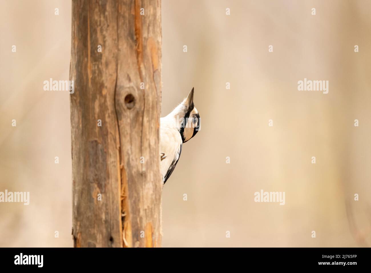 Great spotted woodpecker( Dendrocopos major) in wood Stock Photo