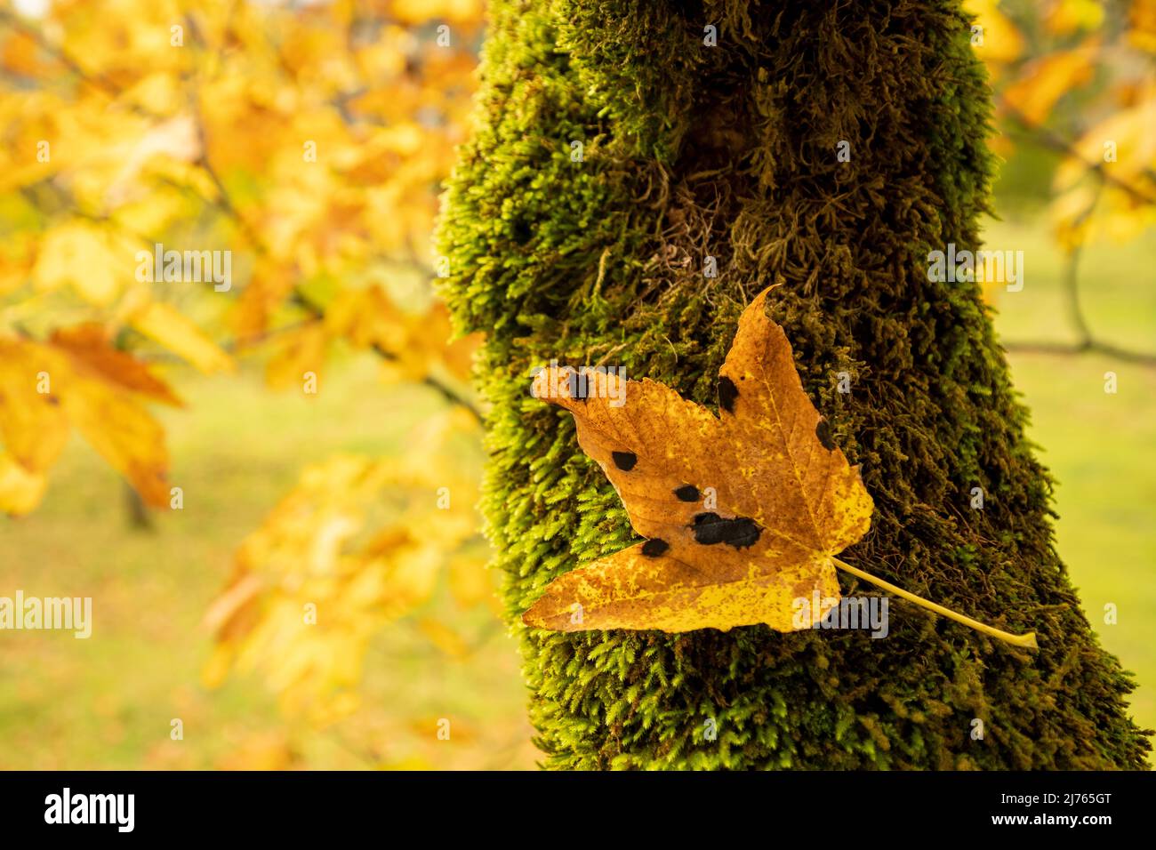 Old mossy maple tree in the karwendel hi-res stock photography and ...