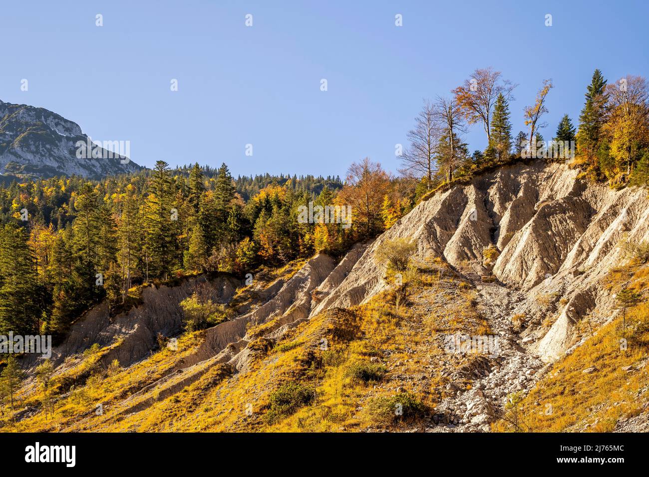 Autumn atmosphere with soil erosion above the Johannisbach near Hinterriss / Tyrol with various trees and typical washouts due to rain etc. Stock Photo