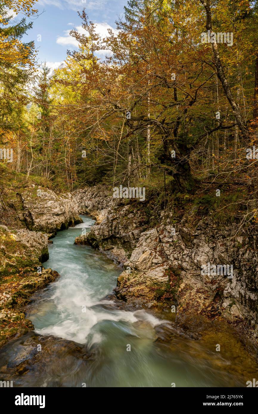 Autumn at the Leutascher or Mittenwalder Geisterklamm in the border area between Germany and Austria. The water flows between rocks and colorful mixed foliage in the direction of Mittenwald, through the branches the snow-covered peaks of the western Karwendel can be spotted in the balmy sky. Stock Photo