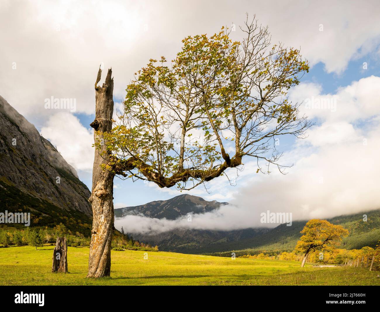 An old maple tree with a single leafy branch on the large maple ground in Karwendel, Tyrol / Austria in the afternoon sun in autumn with clouds and mountains in the background. Stock Photo