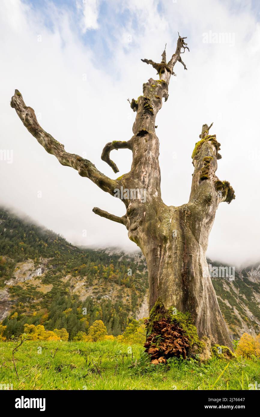 An old dead maple tree. The tree trunk provides life for various other fungi and living creatures and is dripping with its dead branches in the middle of the large maple ground in the Karwendel, Tyrol / Austria near Hinterriss. In the background the autumn colors the restlcihen trees golden. Stock Photo