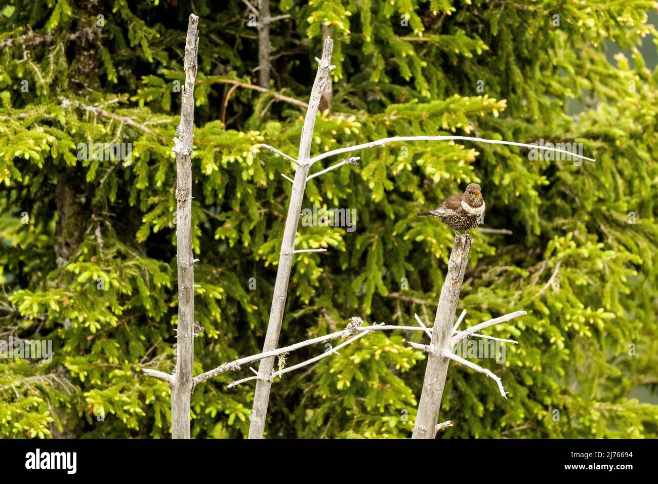 A ring ouzel sits on the dead spruce trees in the Karwendel. Stock Photo