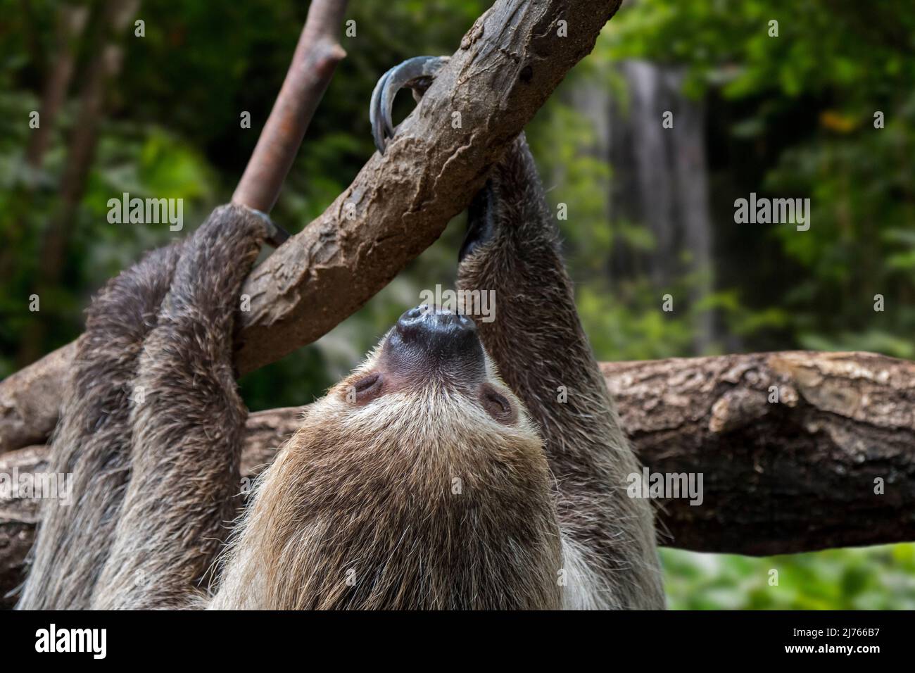 Linnaeus's two-toed sloth / southern two-toed sloth / Linne's two-toed sloth (Choloepus didactylus / Bradypus didactylus) climbing tree in rain forest Stock Photo