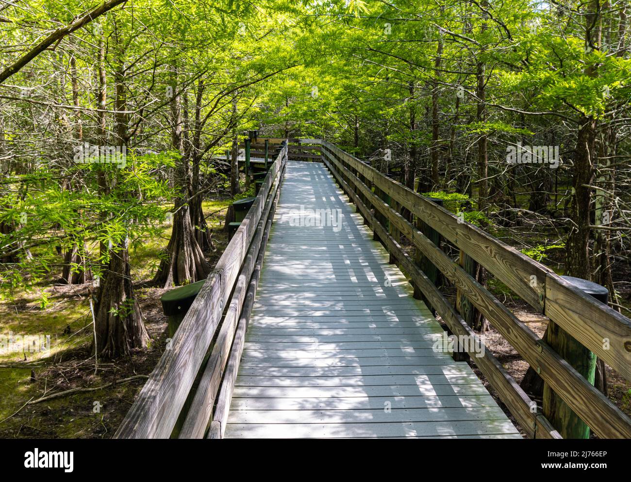 Boardwalk Trail Through Bald Cypress Forest, Six Mile Cypress Slough Preserve, Fort Myers, Florida, USA Stock Photo