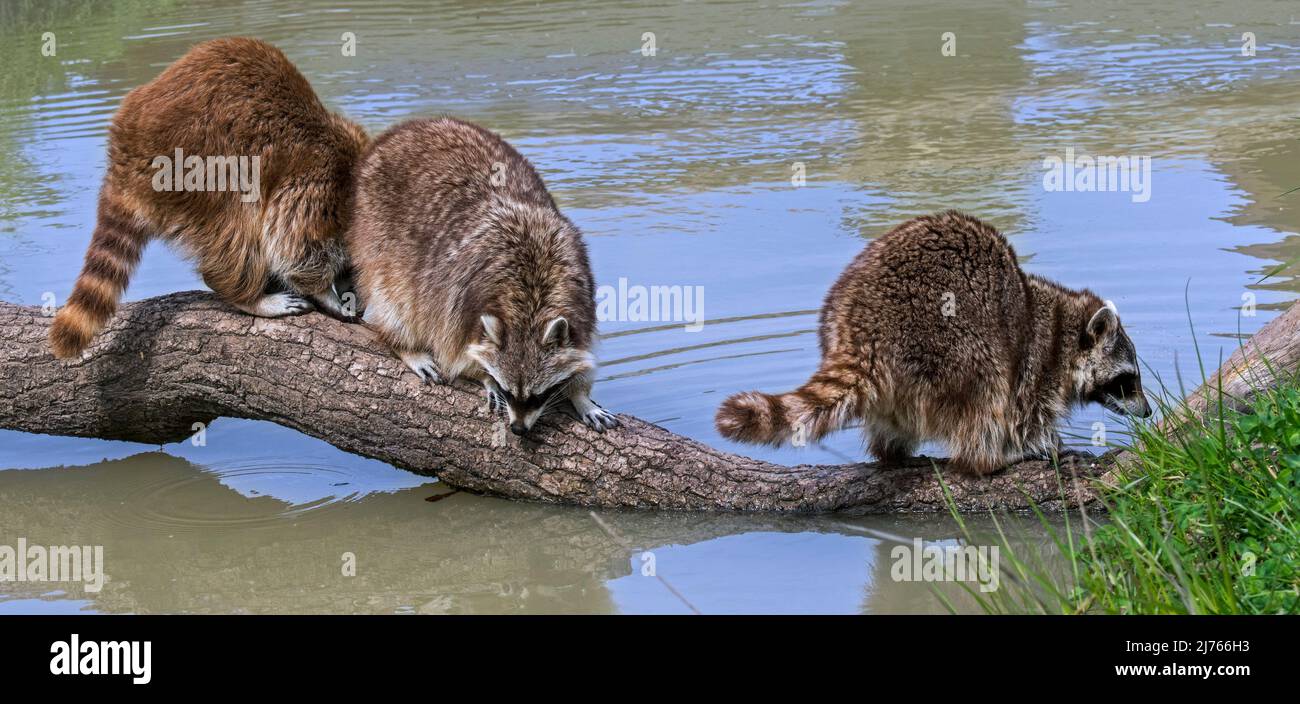 Three common raccoons (Procyon lotor) crossing stream / rivulet over fallen tree trunk, invasive species in Europe, native to North America Stock Photo