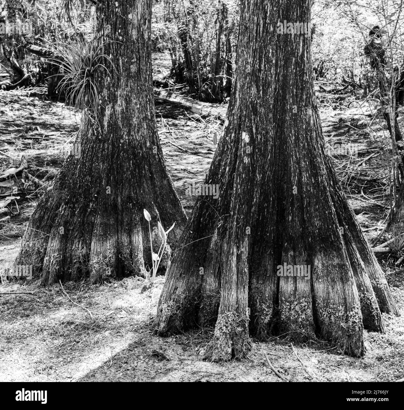 Bald Cypress Forest at Six Mile Cypress Slough Preserve, Fort Myers, Florida, USA Stock Photo