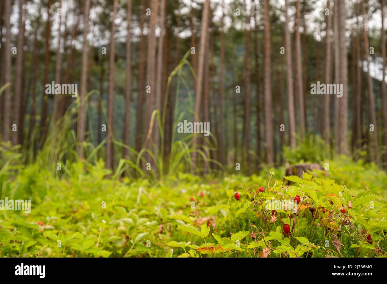 Forest - Strawberries in Forchet in front of a pine forest in Forchet ...