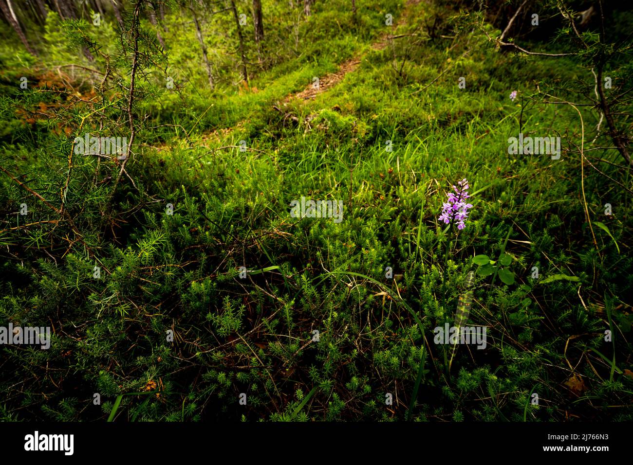 Broad-leaved orchid in Forchet near Haiming, the last remaining mountain forest in the Inn valley. Stock Photo