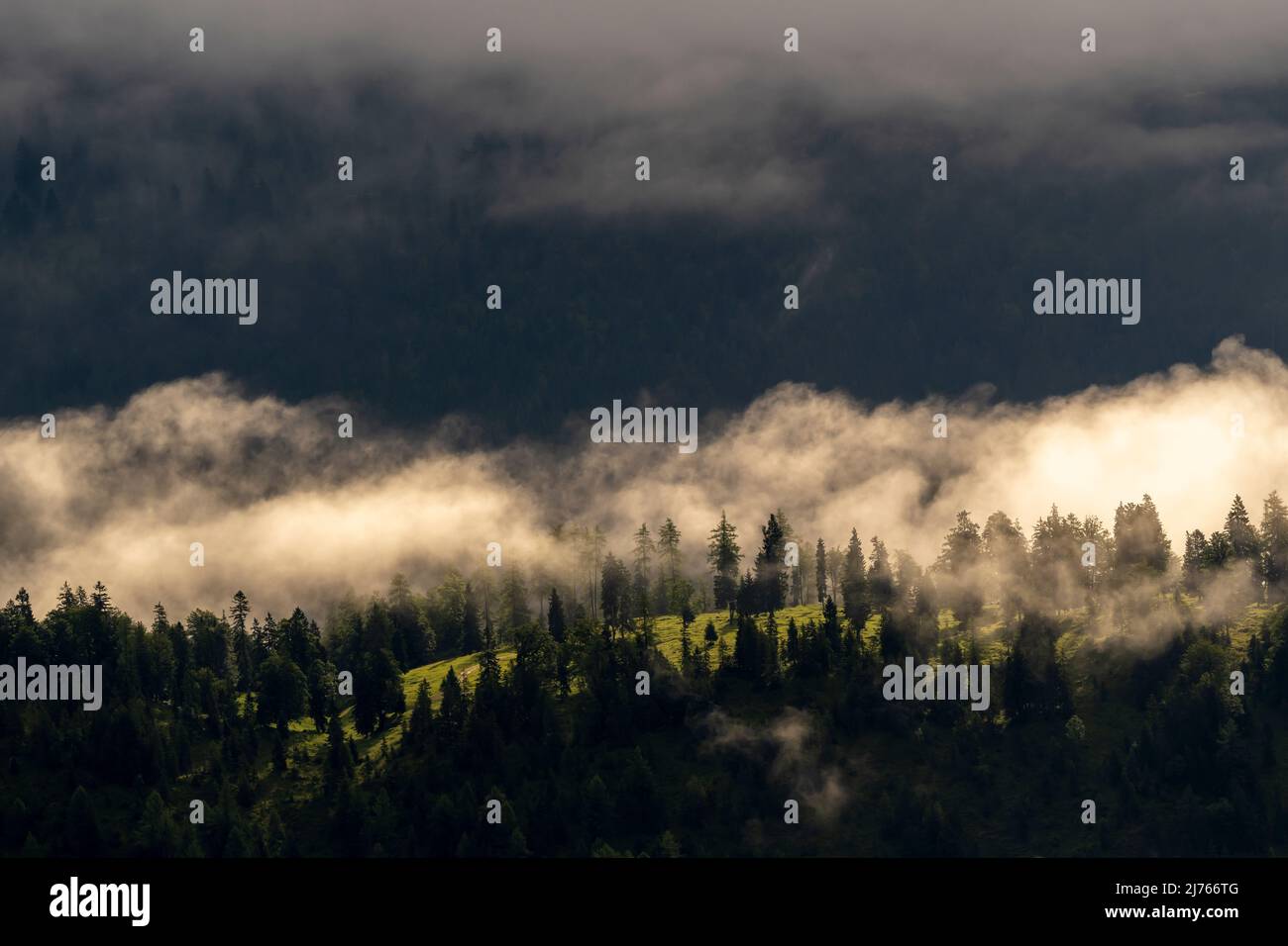 Fog and sun over the coniferous forest below the Guffert in Rofan, Tyrol. A small clearing mt bright green grass between the dense trees, while a fog bank lies above. Stock Photo