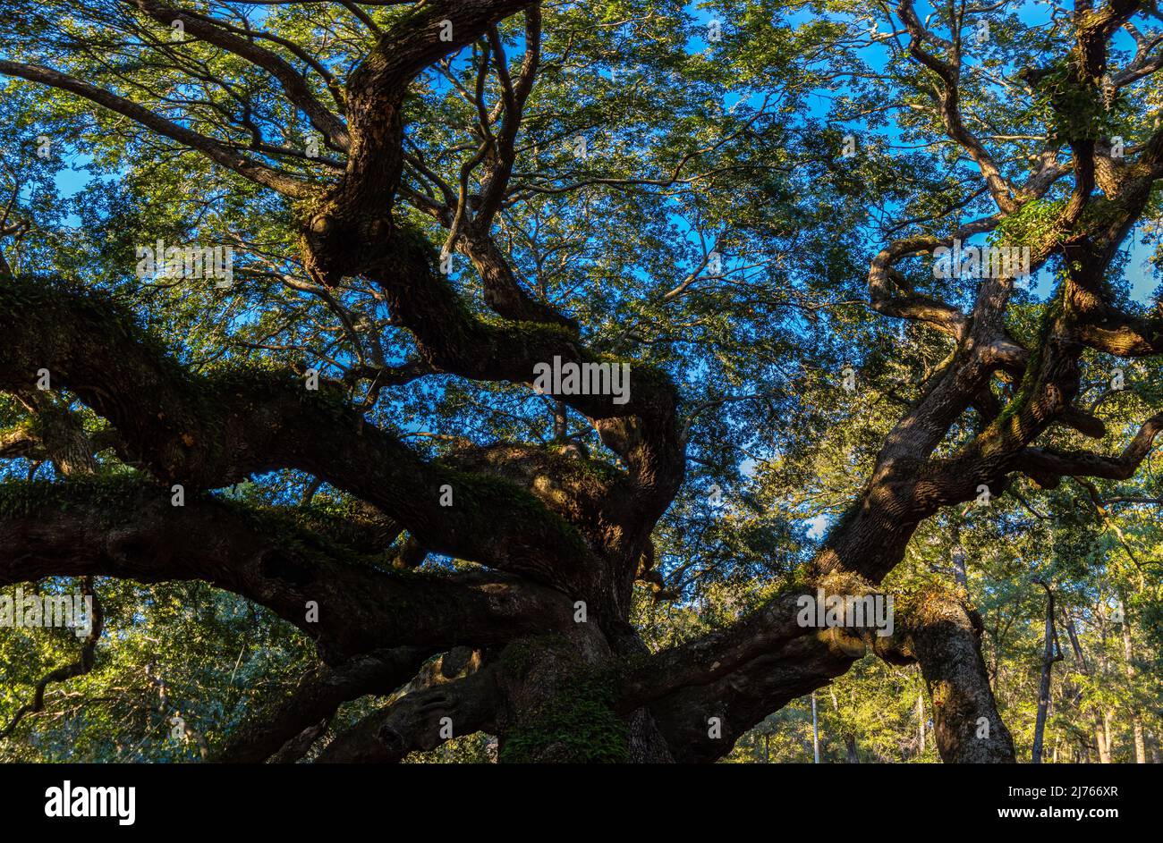 The Angel Oak Tree, Johns Island, Charleston, South Carolina, USA Stock