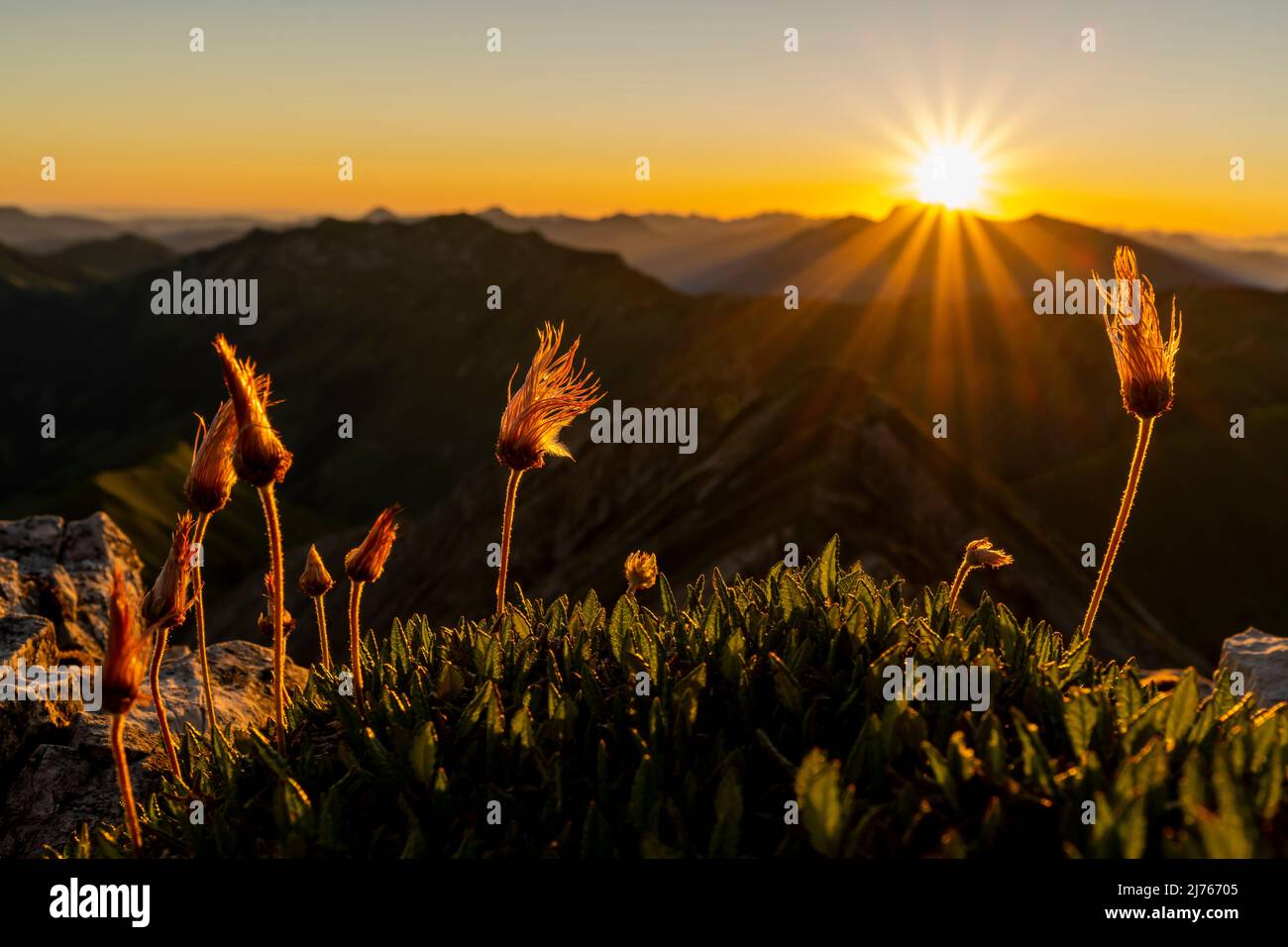 Fruit clusters of the alpine pasque flower, also called alpine cowbell or alpine anemone, during sunrise at the summit of the Mondscheinspitze in Karwendel. In the background a sun star of the sunrise over the Alps, in a bright blue sky. Stock Photo