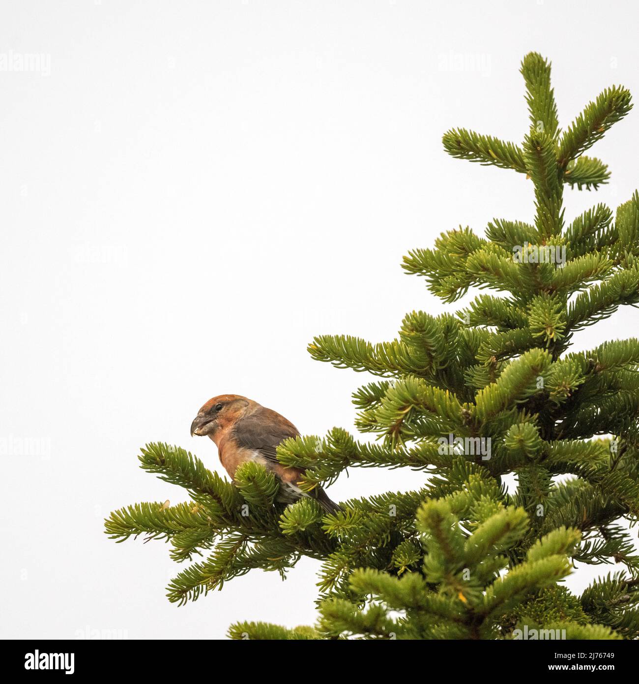 Crossbill feeding in conifer tree against white background due to high fog Stock Photo