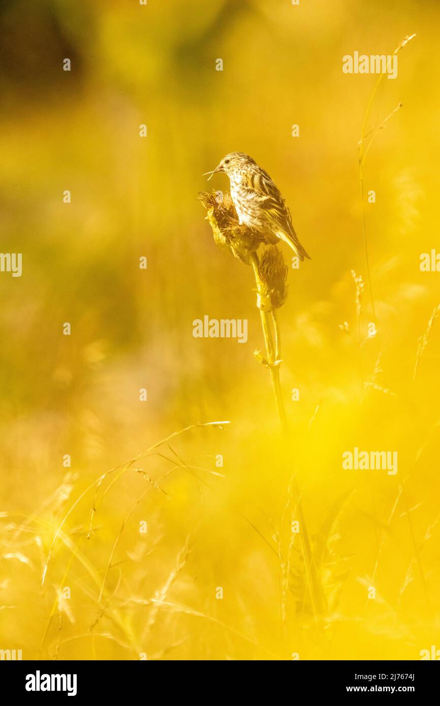 An Alpine Accentor plunders a thistle blossom in the golden backlight of the sun Stock Photo