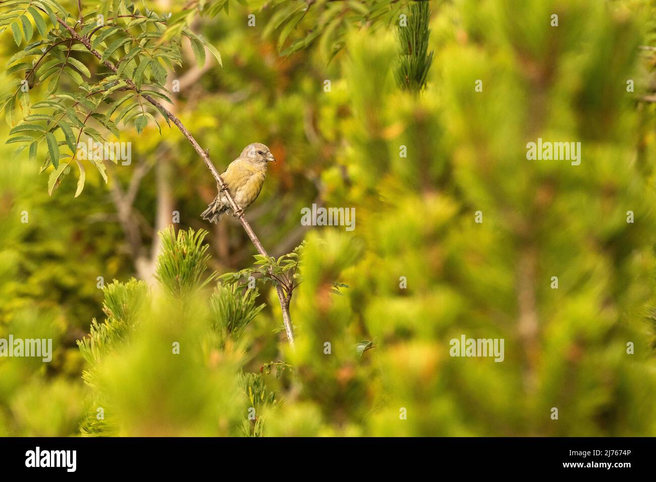 Female crossbill in branches Stock Photo