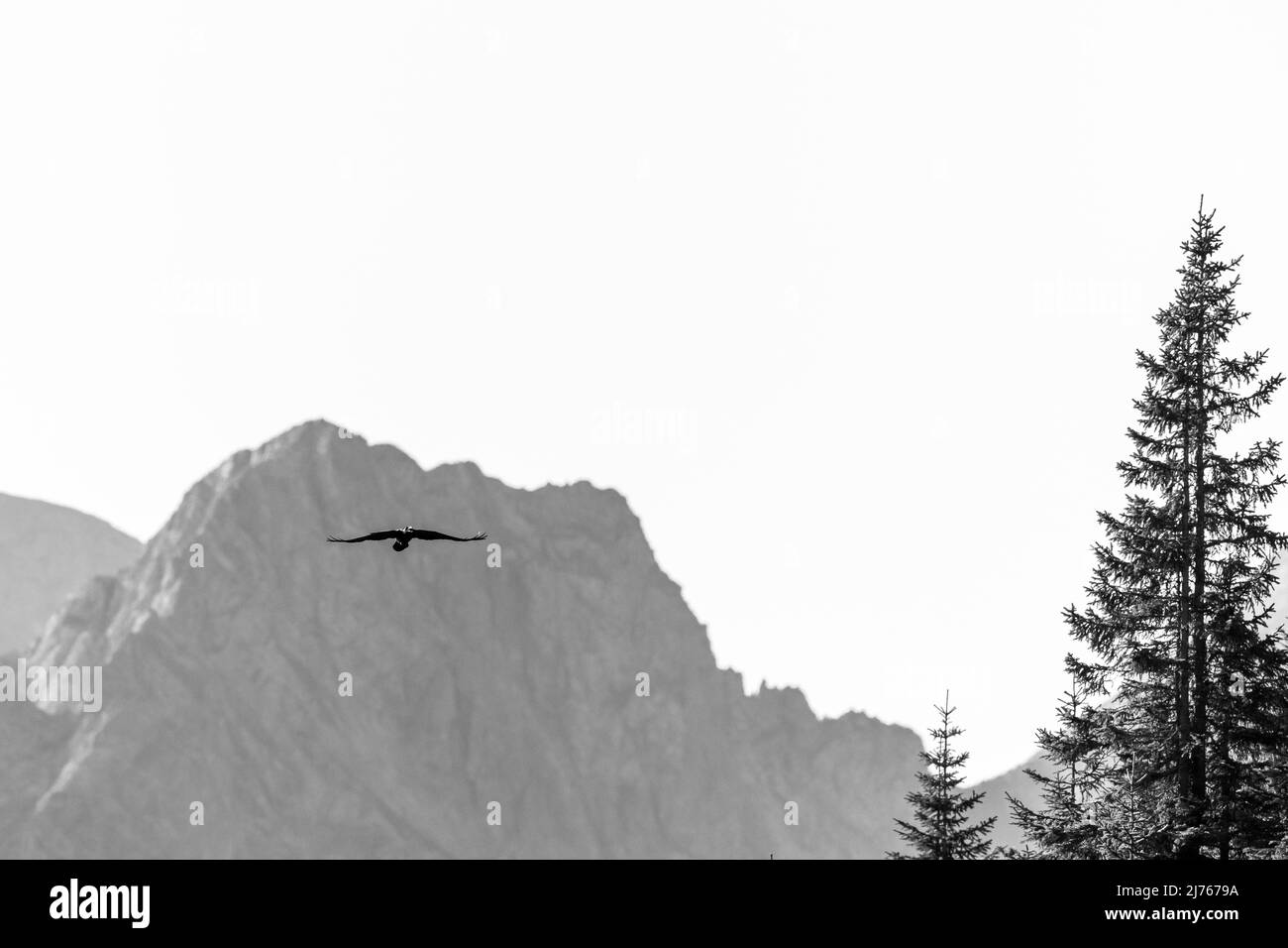 A raven flies in Karwendel in front of mountain peak in black and white Stock Photo