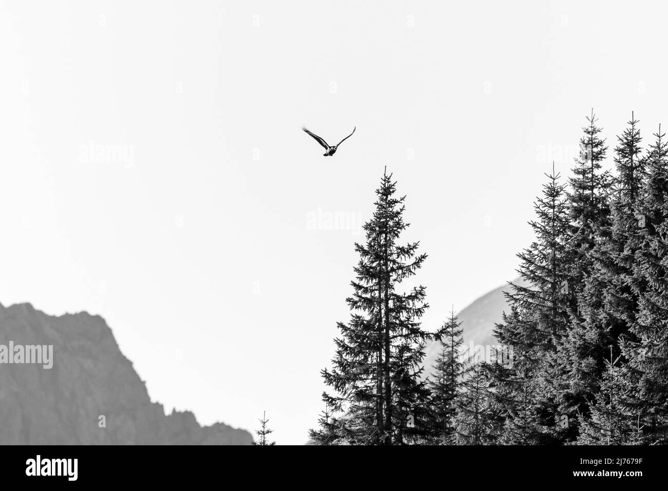 A raven flies in Karwendel in front of mountain peak in black and white Stock Photo
