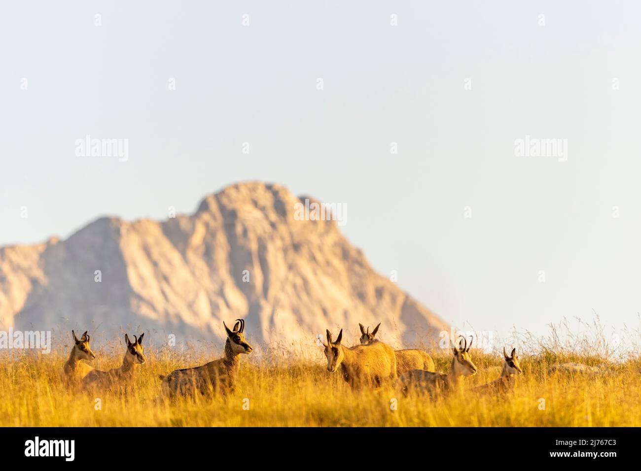Chamois in a summer meadow, in the background prominent peaks of the Karwendel in Tyrol, Austria Stock Photo