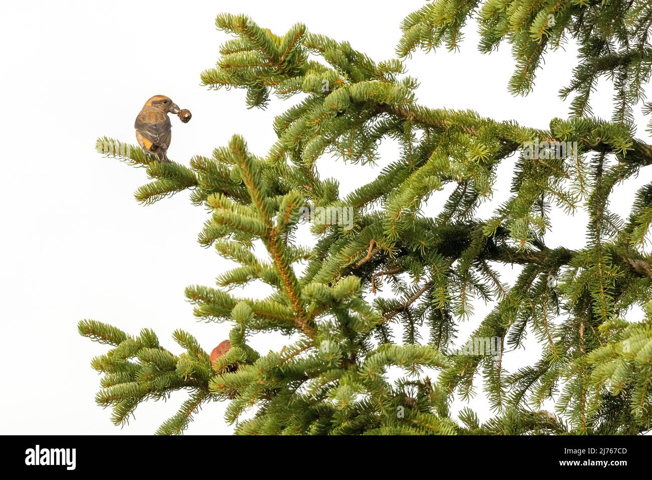 Crossbill feeding in conifer tree against white background due to high fog Stock Photo