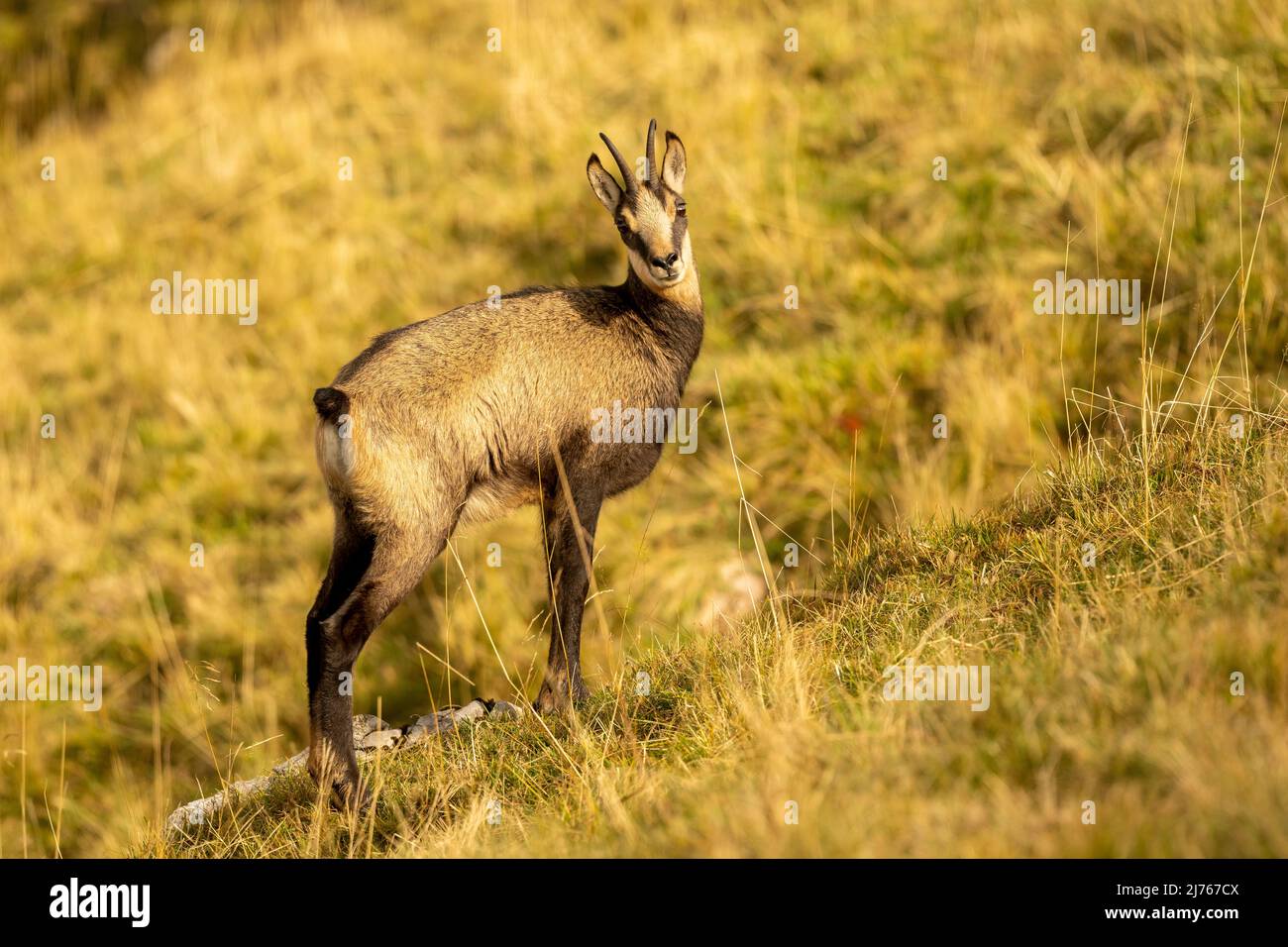 Surprised chamois on a late summer meadow in the Karwendel, the fur fits well in color as camouflage Stock Photo