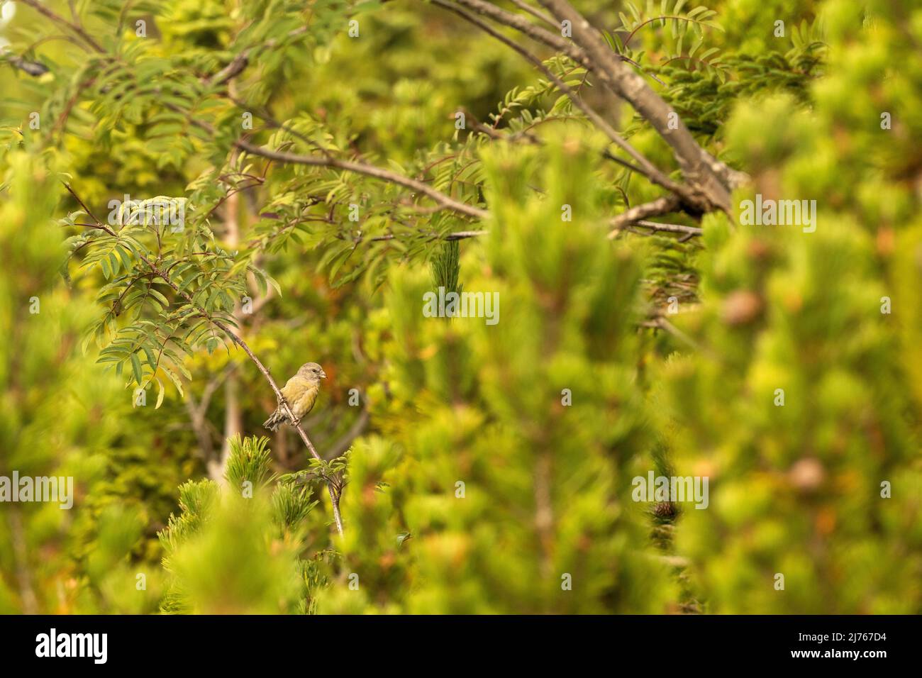 Female crossbill in branches Stock Photo