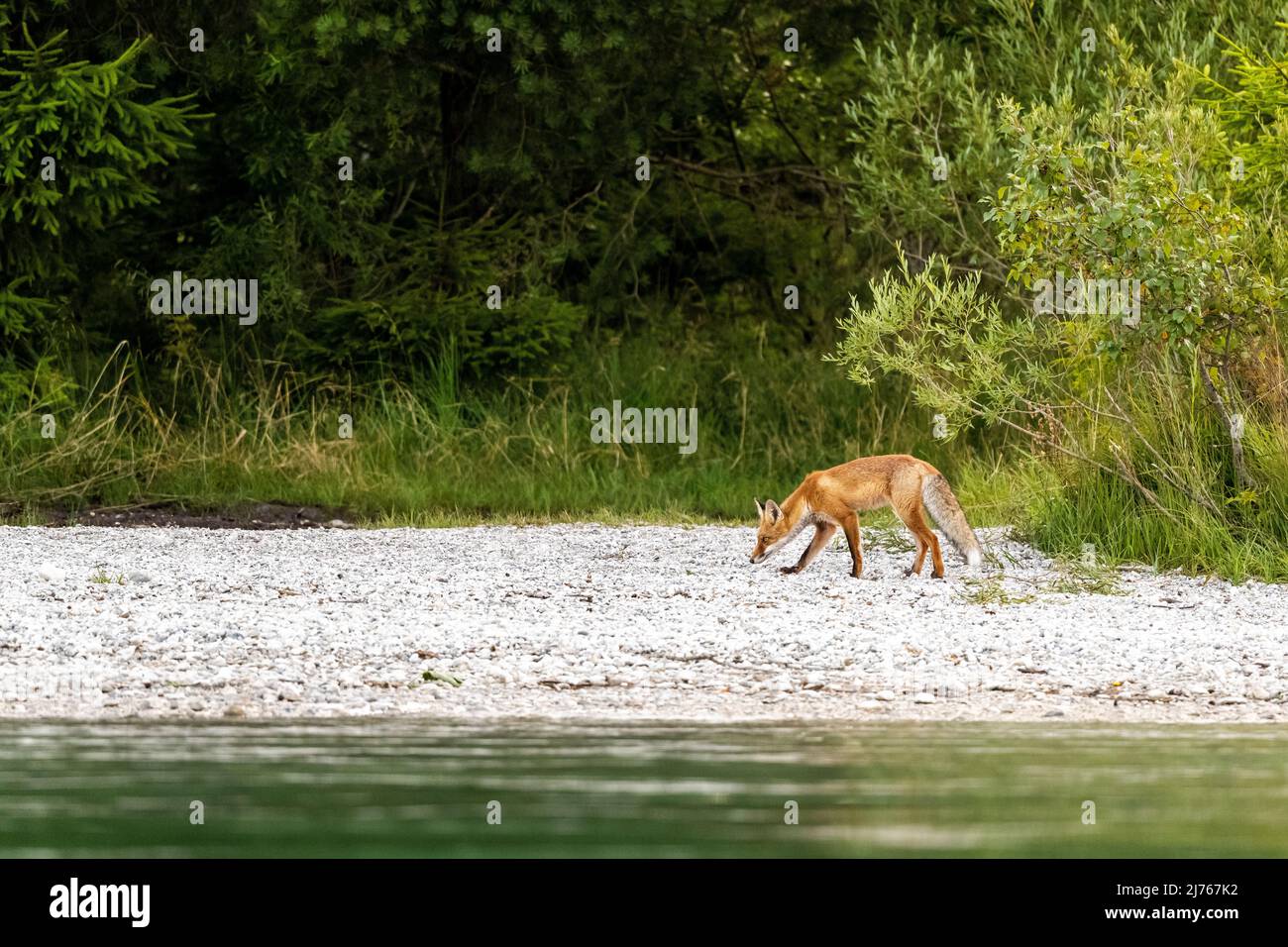 A red fox in summer coat with bushy tail on the shore of Walchensee in the Bavarian Alps. In the foreground the water, in the background bushes and grasses, he searches the shore for food from the day trippers. Stock Photo