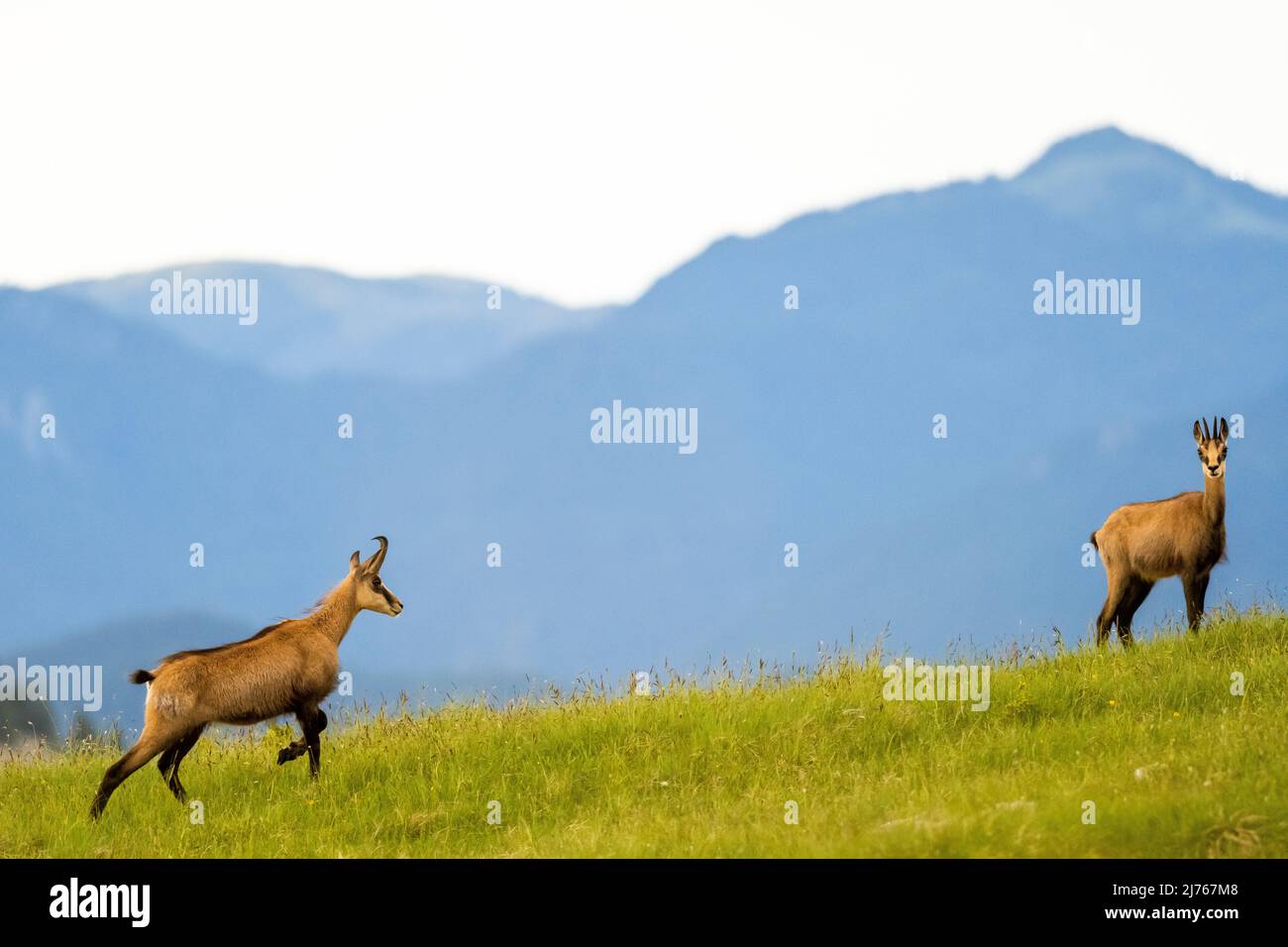 Movement study of two chamois on a mountain meadow in the Karwendel, in the background more mountains. Stock Photo