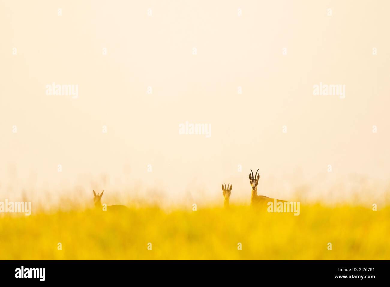 A group of chamois (Rupicapra rupicapra) stands partly hidden on a summer green yellow mountain meadow, the lookout chamois looks into the camera surrounded by young animals. Stock Photo