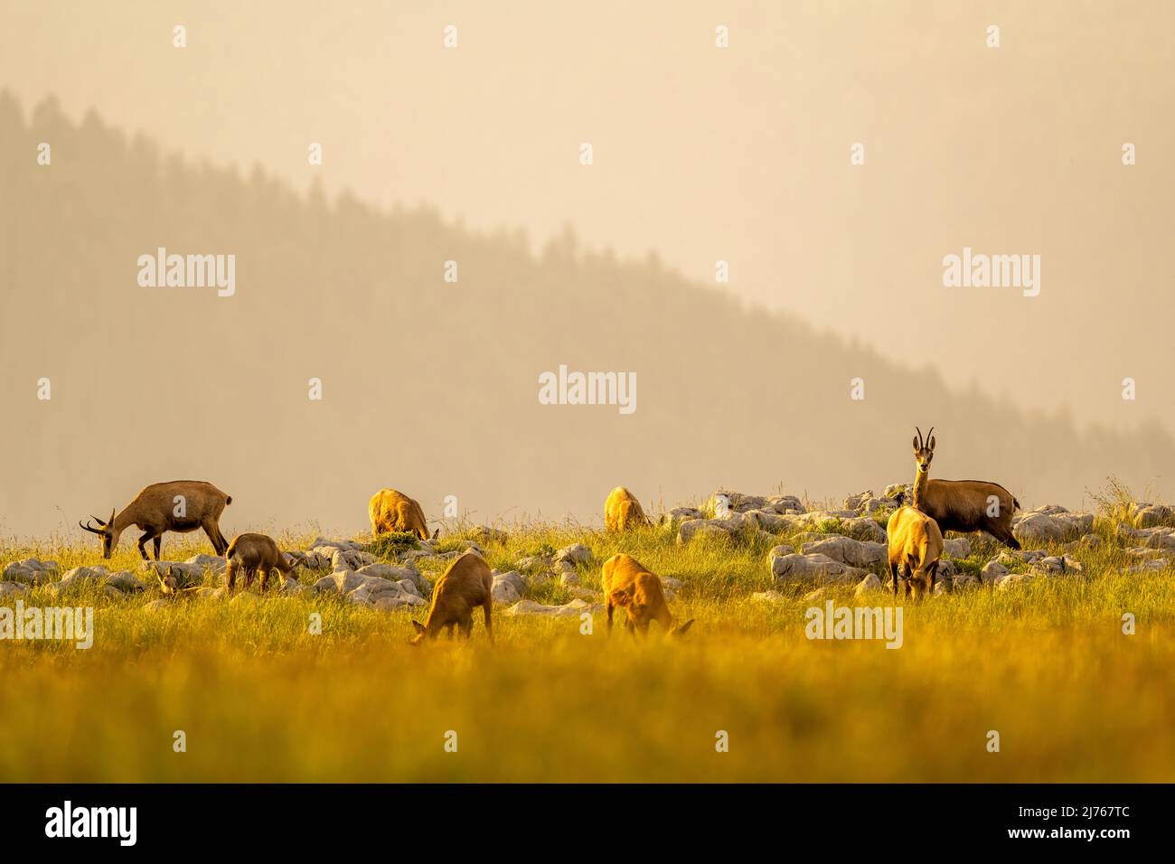 A group of chamois (Rupicapra rupicapra) stands partly hidden on a summer green yellow mountain meadow, the lookout chamois looks into the camera surrounded by young animals. Stock Photo