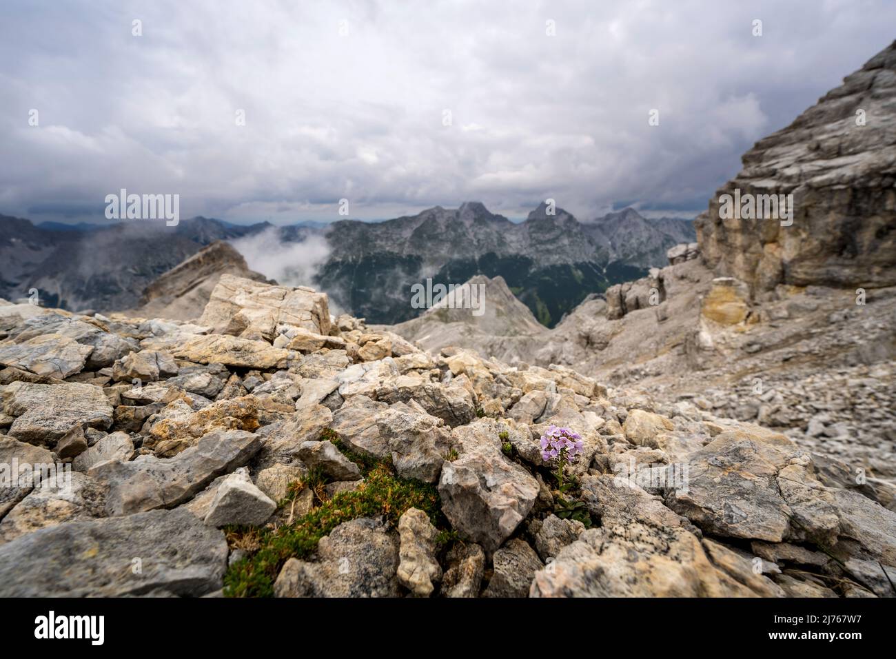 Glueweed among rocks and stones high up in the alpine terrain of the Hinterau-Vomper range in the Karwendel near the Breitgrieskar in bad weather and dense clouds. Stock Photo