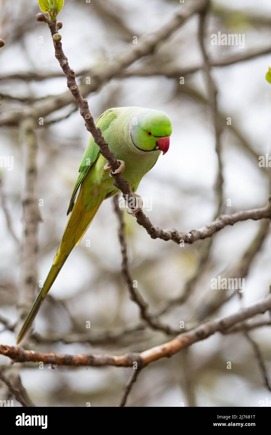 Ring necked parakeet in tree in london Stock Photo