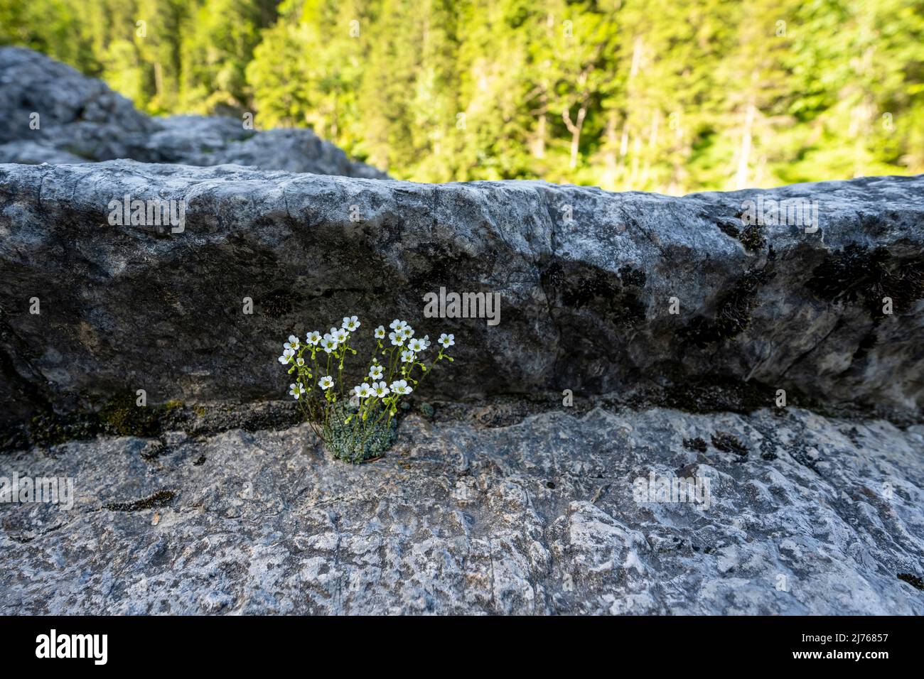 Galmei spring kidney (Minuartia verna subsp. hercynica) or Harzer Frühlingsmiere called, grows in a rocky sneeze on the Rissbach in the karwendel, the Tyrolean Alps. Stock Photo