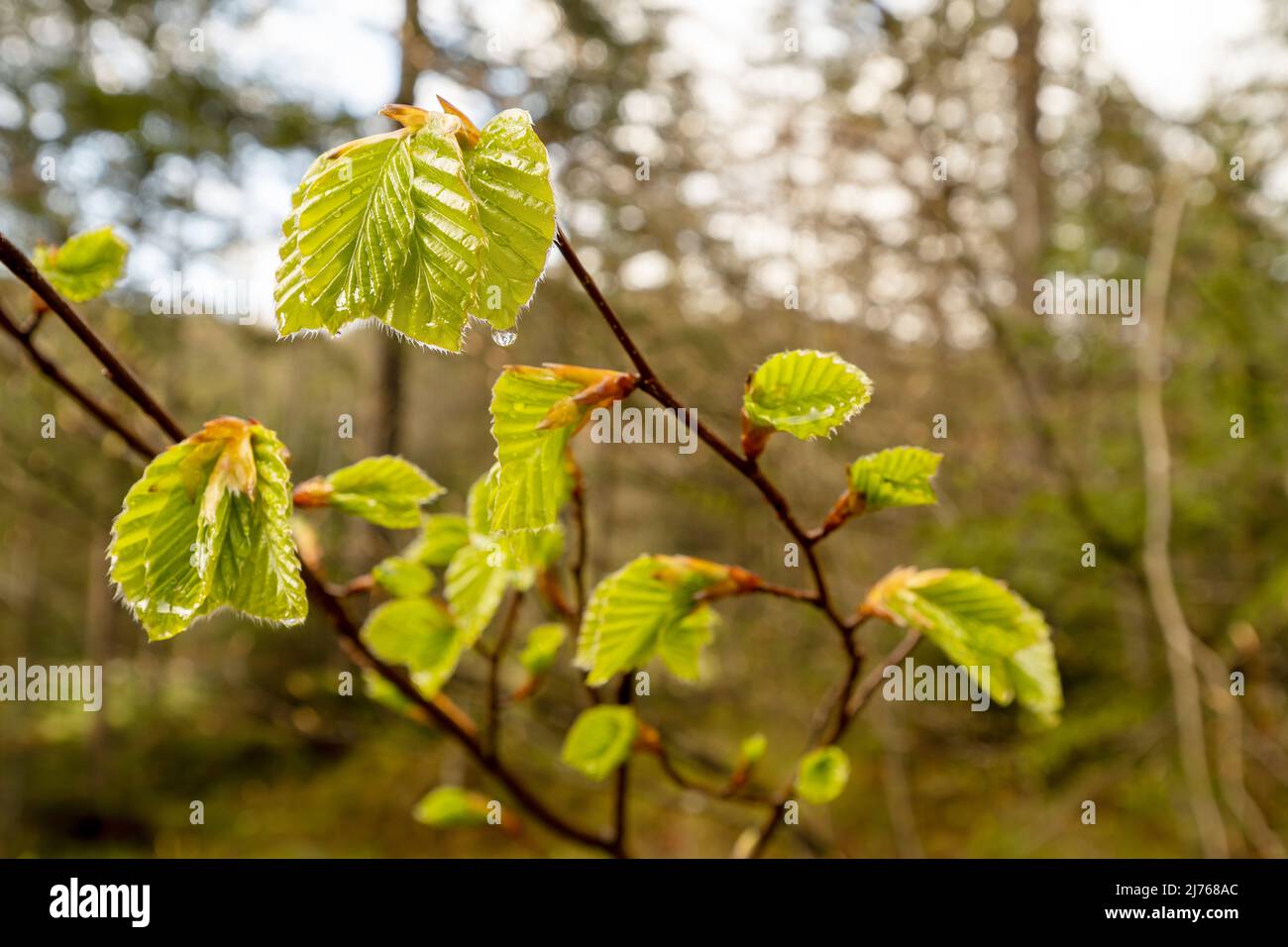 Freshly sprouted beech leaves still wet from rain with water drops in spring. Stock Photo