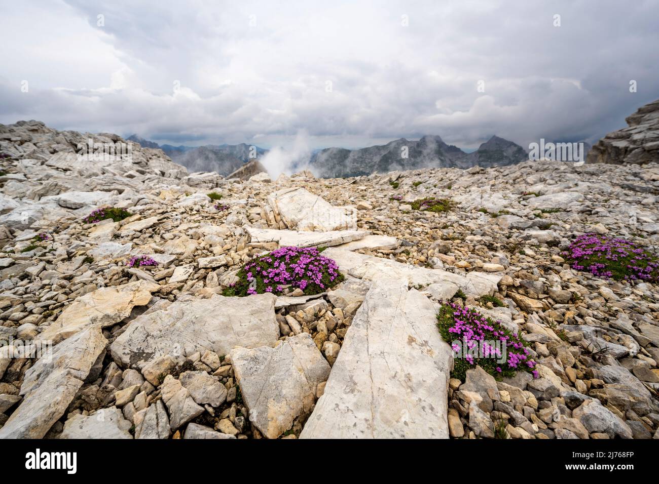 Typical limestone in the Karwendel in the Breitgrieskar with stalkless glueweed, one of the few plants that can exist well at this altitude of just under 2500 m. In the background the Angerkopf and the Northern Karwendel range with dense clouds Stock Photo