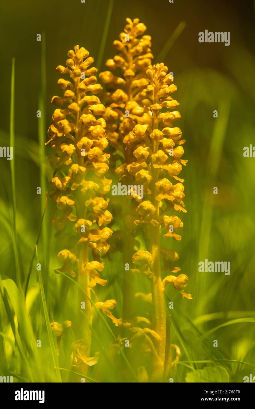 Nest Roots Nest root in a green meadow Stock Photo - Alamy