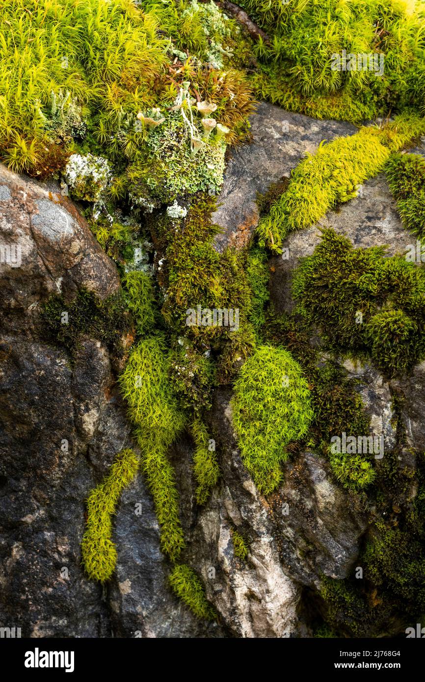 Green moss and lichen on alpine rock in the Bavarian Alps near Mittenwald in summer. Stock Photo