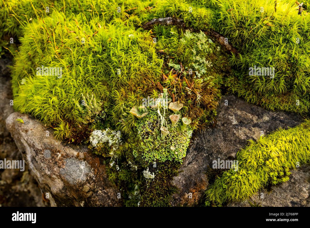 Green moss and lichens on alpine rock in the Bavarian Alps near Mittenwald in summer. Stock Photo