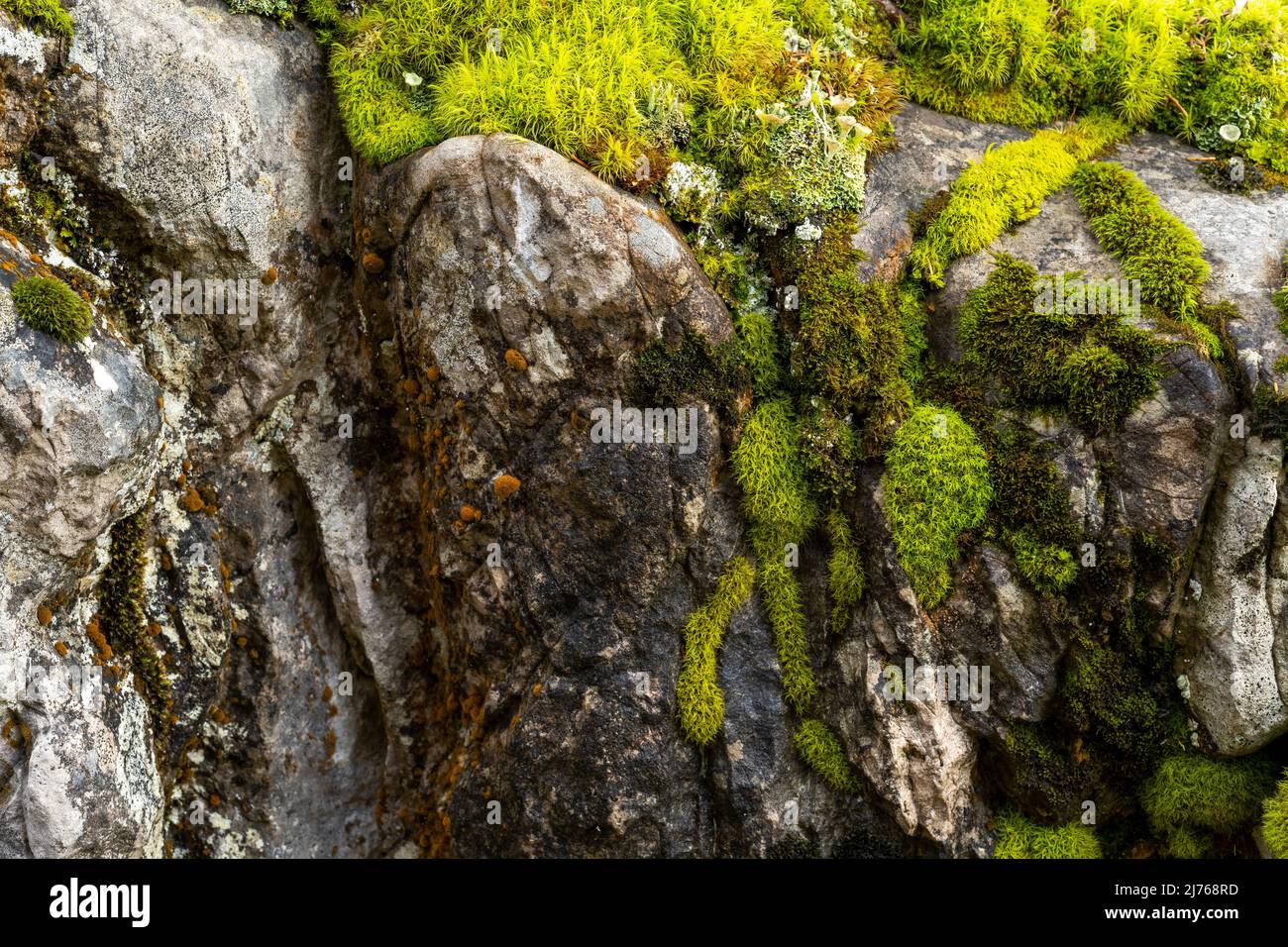 Green moss and lichens on alpine rock in the Bavarian Alps near Mittenwald in summer. Stock Photo
