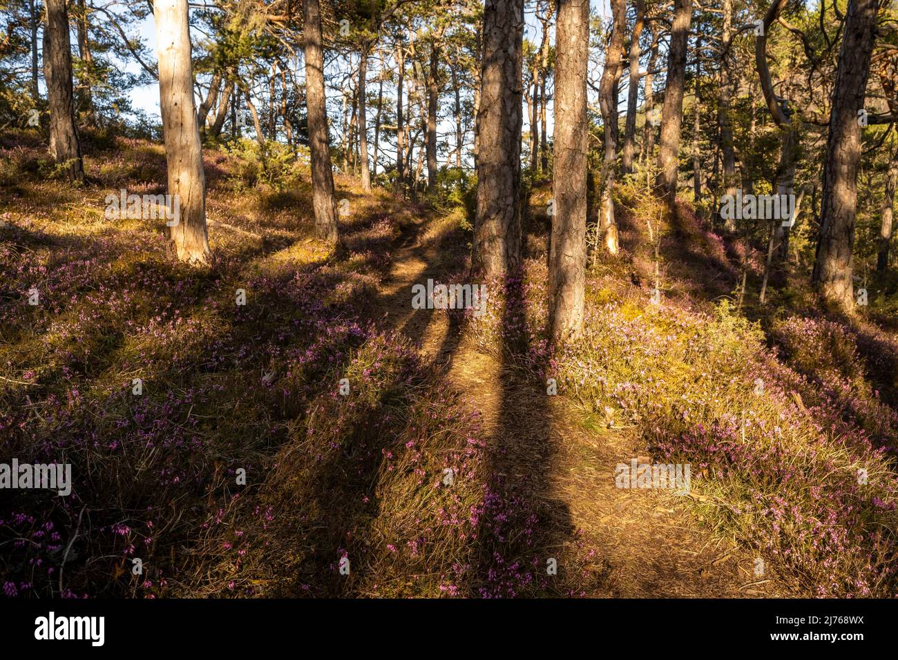 Small forest path in the golden evening light of the sun, surrounded by flowering heather and pines, with hard shadows of the trees. Stock Photo