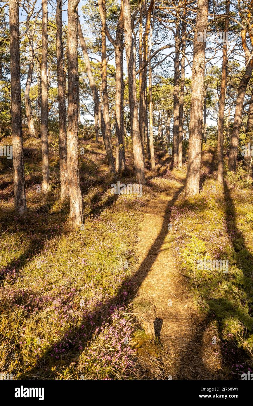 Small forest path in the golden evening light of the sun, surrounded by flowering heather and pines, with hard shadows of the trees. Stock Photo