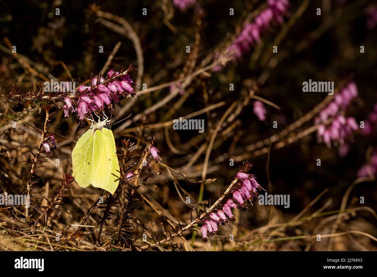 Lemon butterfly in spring on heather flower in Forchet in Tyrol Stock Photo