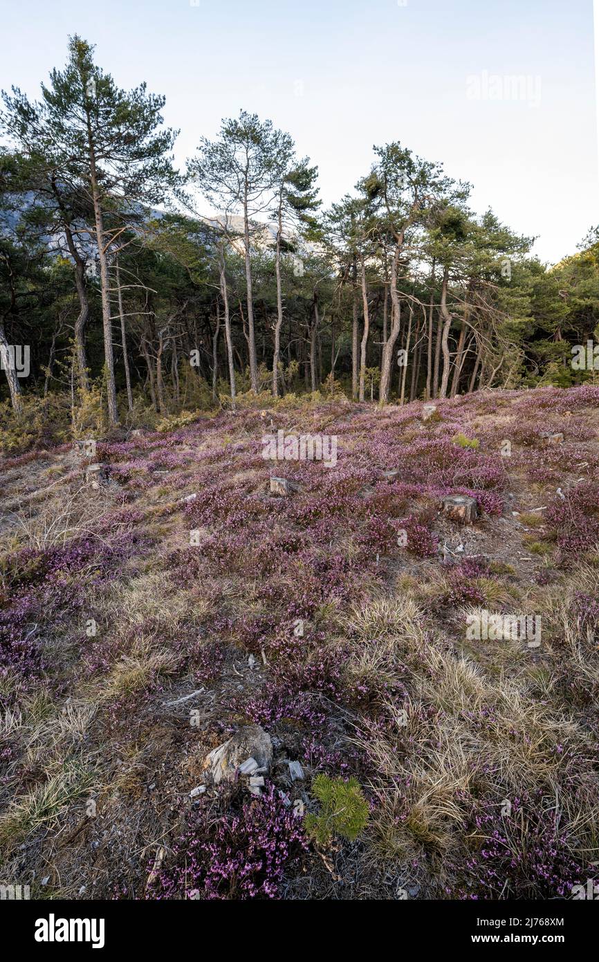 Fallow cleared forest area of the Forchet, covered with erica flowers. Stock Photo