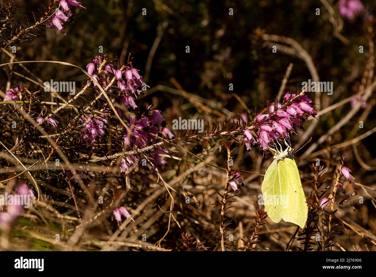 Lemon butterfly in spring on heather flower in Forchet in Tyrol Stock Photo